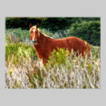 Wild Horse Staredown posters