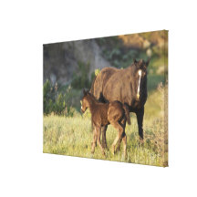 Wild Horses at Theodore Roosevelt National Park Gallery Wrap Canvas
