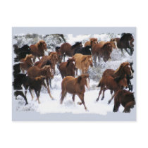 Wild Horses Driven Postcard