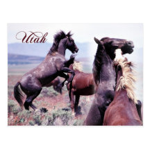 Wild horses fighting, Utah Post Cards