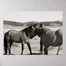 Wild Horses Posters