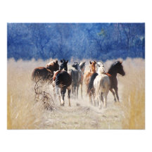 Wild horses running custom announcements