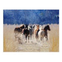 Wild horses running postcard
