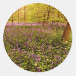 Wild hyacinth "scilla non-scripta" round stickers