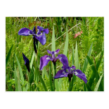 Wild Iris Flowers, Unalaska Island Post Card