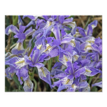 Wild Iris Group of Flowers 11x14 Photographic Print