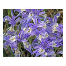 Wild Iris Group of Flowers 16x20 Photographic Print