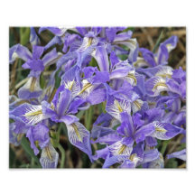 Wild Iris Group of Flowers Photograph