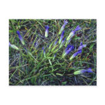Wild Irises, Wyoming Pink flowers Post Card