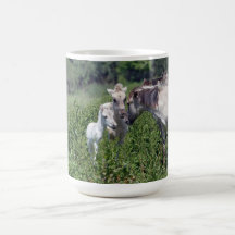 wild konik horses with foal mug