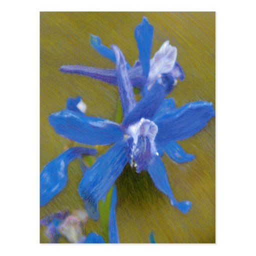 Wild Larkspur Coloured Pencil Drawing Post Card