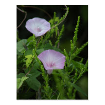 Wild Morning Glory Photo Postcard