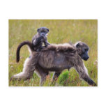 Wild Mother and Baby Baboons, South Africa postcards