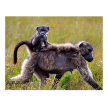 Wild Mother and Baby Baboons, South Africa Postcards