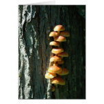 Wild Mushrooms-NE Iowa cards