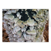 Wild Mushrooms on Decomposing Tree Card