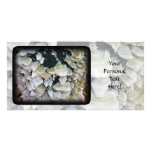 Wild Mushrooms on Decomposing Tree Customized Photo Card