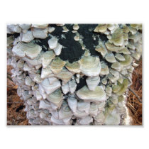 Wild Mushrooms on Decomposing Tree Photo Print