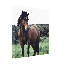Wild Mustang Canvas Print