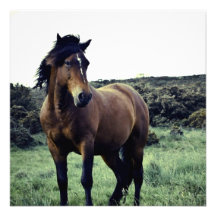 Wild Mustang Invitations