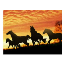 Wild Mustangs Post Card