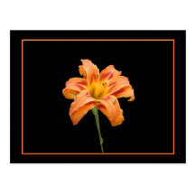 Wild Orange Lilly Postcard