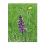 Wild orchid postcard