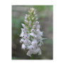 Wild orchid postcard