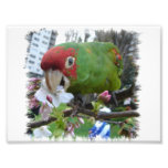 Wild Parrot #5 Photo