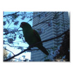 Wild Parrot at dusk Photographic Print