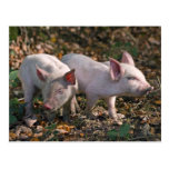 Wild Piglets Postcard