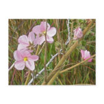 Wild Pink Hibiscus in Salt Marsh Items Postcards