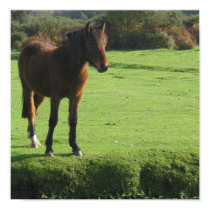 Wild Pony on English Moors Poster posters