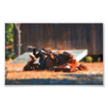 wild pony rolling photographic print