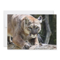 Wild Puma Invites
