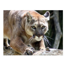 Wild Puma Post Card