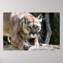 Wild Puma Posters