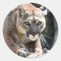 Wild Puma Sticker