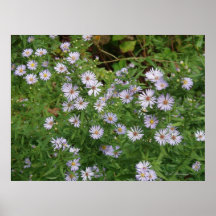 Wild Purple Asters Poster