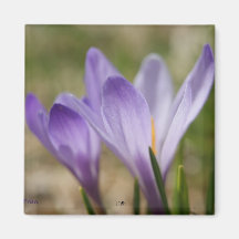wild purple crocuses refrigerator magnets
