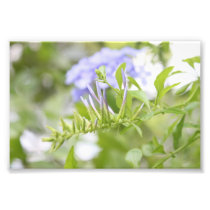 Wild purple flower art photo