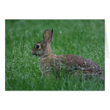 Wild Rabbit Greeting Card