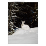 Wild Rabbit In Snow Greeting Card