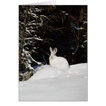 Wild Rabbit In Snow Greeting Card