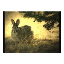 Wild Rabbit Invitation