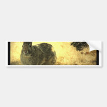 Wild Rabbits Bumper Sticker