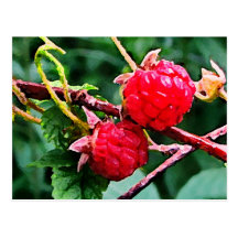 Wild Raspberries Post Cards