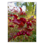 Wild Red Berries Greeting Card