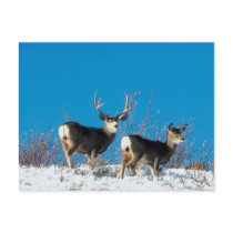 Wild Reindeer