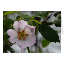 Wild Rose Card